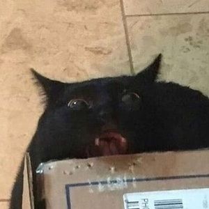 Meet your Posher, Austin